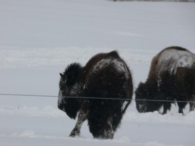 Cold day on the range