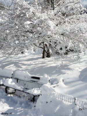 Winter in Central Park