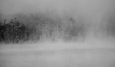 Trees In Mist On Lake