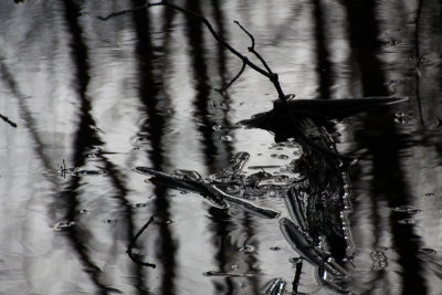 Abstract Reflection on Water