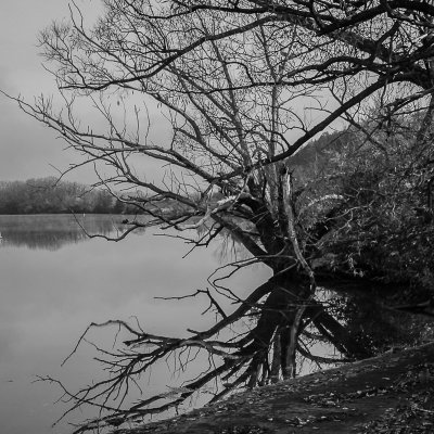 Tree Refelcted on Mohawk River