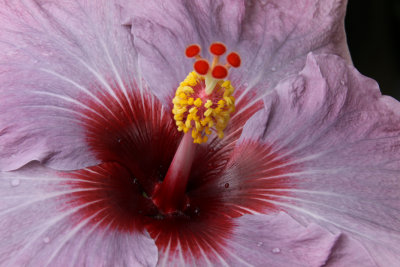 Highland Park Conservatory