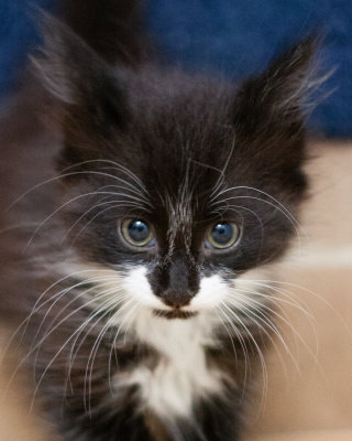 Foster Kittens Week 1, 6 weeks old-8573.jpg