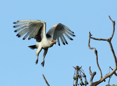 Palm-nut Vulture