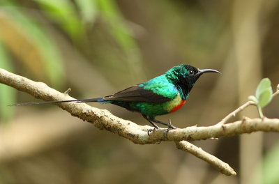 Beautiful Sunbird