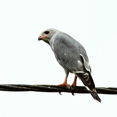 Kaupifalco monogrammicus