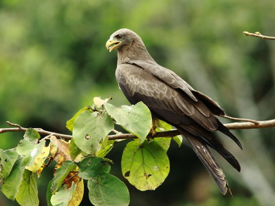 Cameroon birds