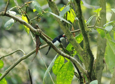 Banded Wattle-Eye