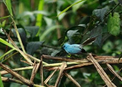 Elminia longicauda