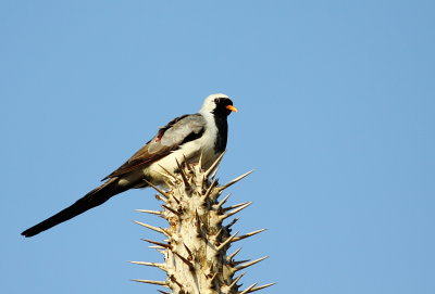 Namaqua Dove