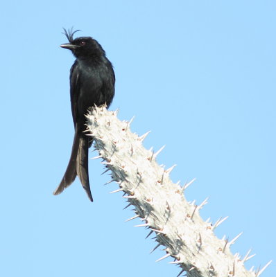 Crested Drongo