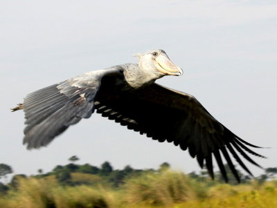 Shoebill