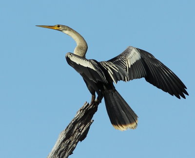 Anhinga