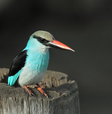 Blue-breasted Kingfisher