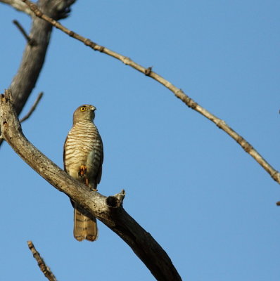 Henst's Goshawk