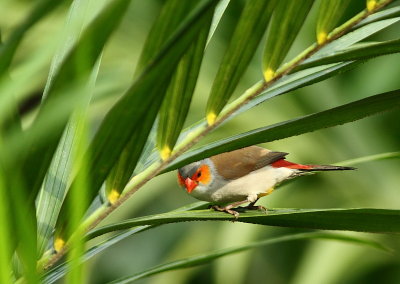 Orange-cheeked Waxbill