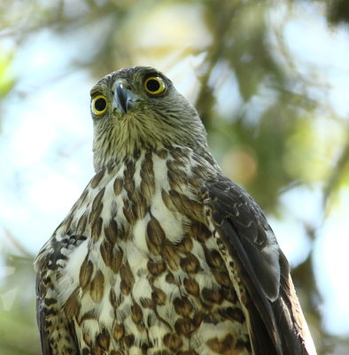   henst's goshawk