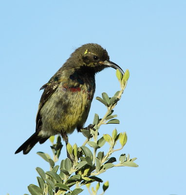Scarlet-chested Sunbird (juvenile)
