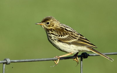 Anthus pratensis