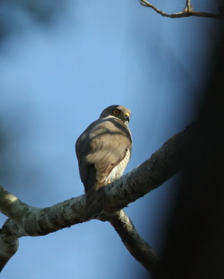  Madagascar Sparrowhawk