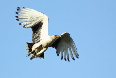 Palm-nut Vulture