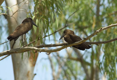 Hamerkop