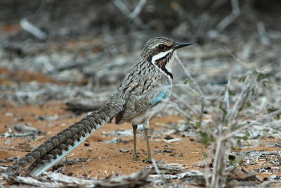 Long-tailed Ground-roller
