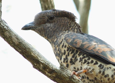 Madagascar Cuckoo-Roller (female)