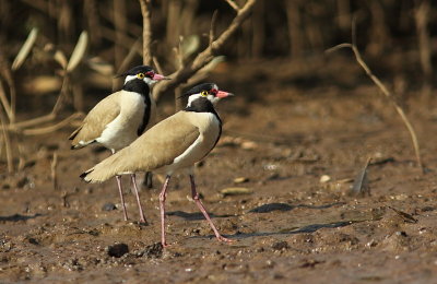 Black-headed Lapwing