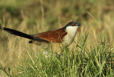 Senegal Coucal