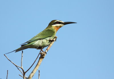 Madagascar Blue-cheekd bee-eater