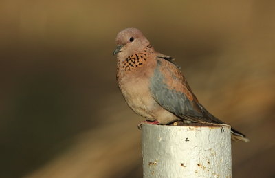 Laughing Dove