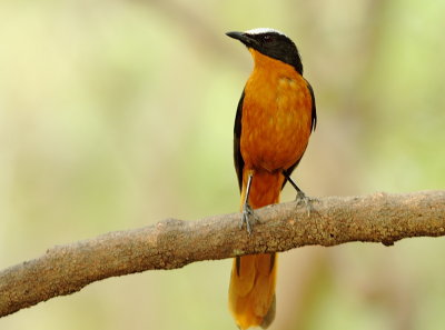 White-crowned Robin Chat