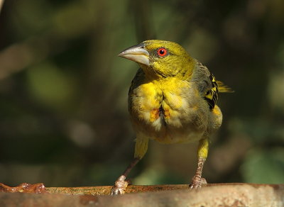 Village weaver