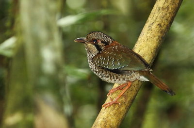 Scaly Ground-Roller