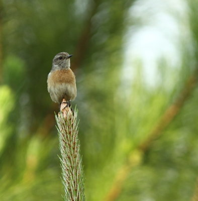 Common Stonechat