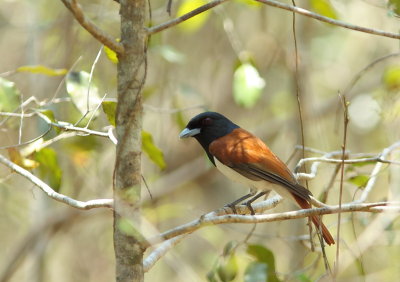 Rufous Vanga (male)