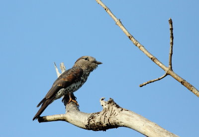 Madagascar Cuckoo-Roller (female)