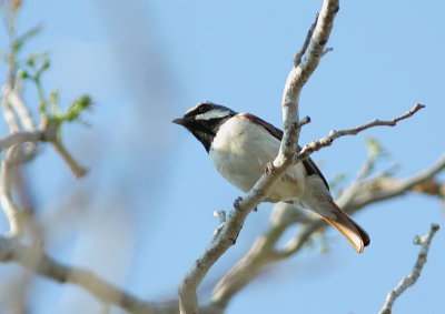 Red-tailed Vanga