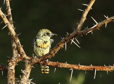 Usambiro Barbet