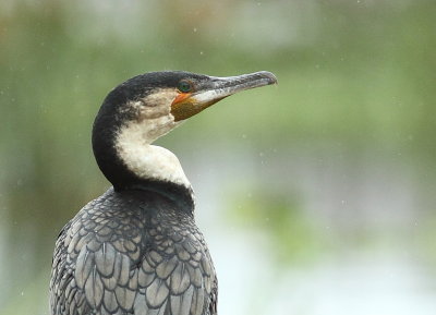 Great Cormorant