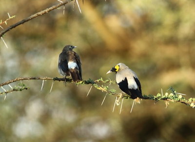 Wattled Starling