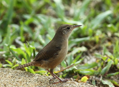 suriname birds