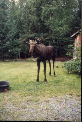 moose 006.jpg