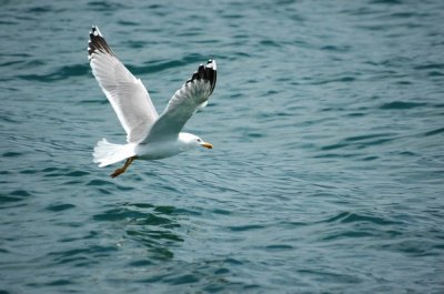 Seagull
