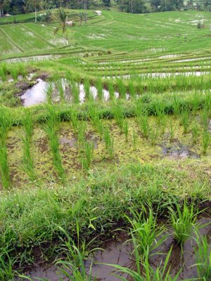 Rice Field Terraces