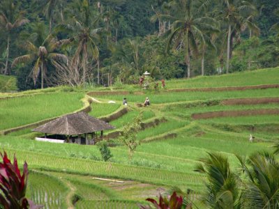 Rice Field Terraces