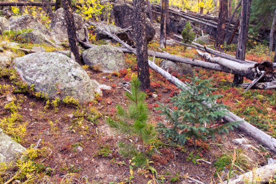 Rocky Mountain National Park