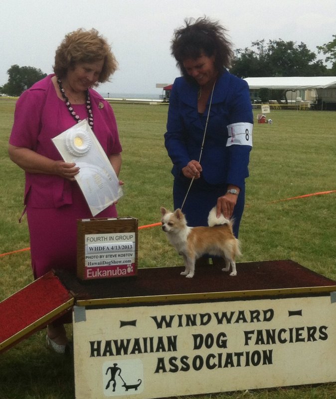 Group 4 at the Windward All Breed shows-April 13, 2013