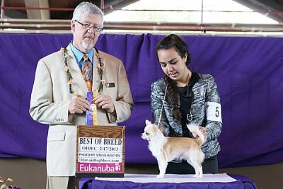 Orchid Isle Shows Best of Breed